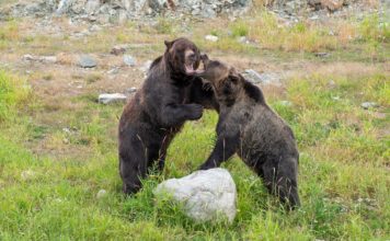 Acasti Pharma Inc (NASDAQ:ACST) is surging for all the correct reasons